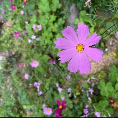 有一種寧靜在福山_植物園解說志工曾文昌 《巡田水》加料版