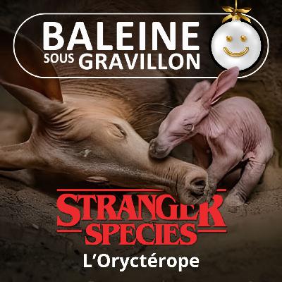 STRANGER SPECIES 8/12 : L'Oryctérope, 1/3 kangourou, 1/3 cochon, 1/3 llapin... et 100% bulldozer !