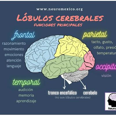 Los Lobulos cerebrales