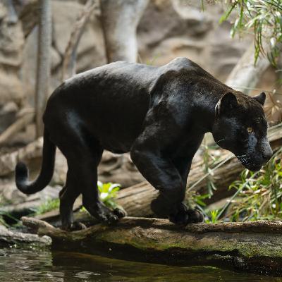 Programa Europeo de Especies en Peligro, jaguar (06-11-2025)