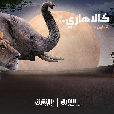 كالاهاري | دروسٌ للتعاون والنجاة كالاهاري | دروسٌ للتعاون والنجاة