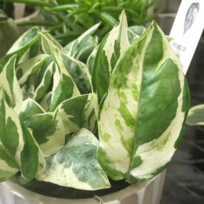 What’s Bugging Your Plants? What’s Bugging Your Plants?