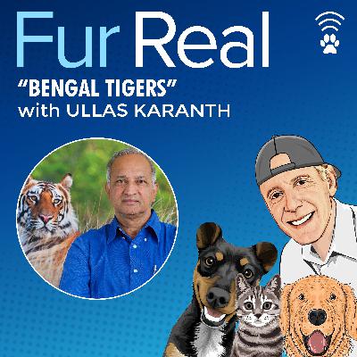 "BENGAL TIGERS" with Ullas Karanth