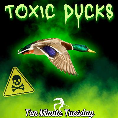 Toxic Ducks