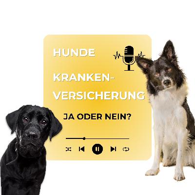 Hundekrankenversicherung: Ja oder nein?