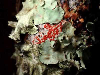 Episode 11. Talking about Lichens with Vanessa Ryan - Part 1