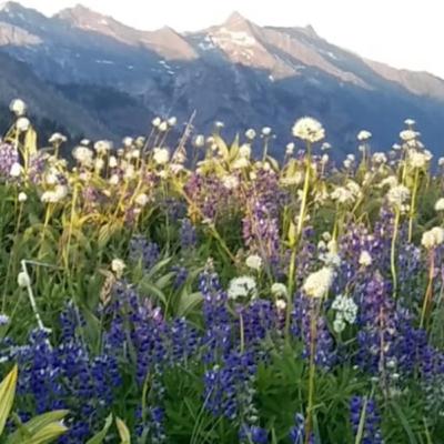 ATENCIÓN PLENA. Entrenamientos Mindfulness ATENCIÓN PLENA. Entrenamientos Mindfulness