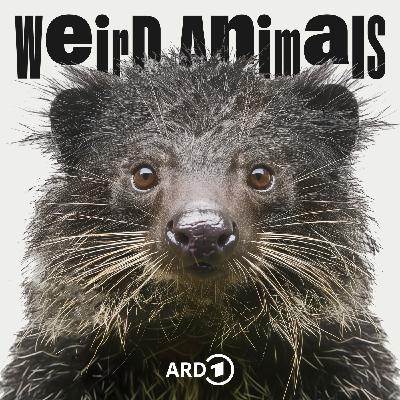 Binturong - Der Jeremy Fragrance der Tierwelt? (mit Aurel Mertz)