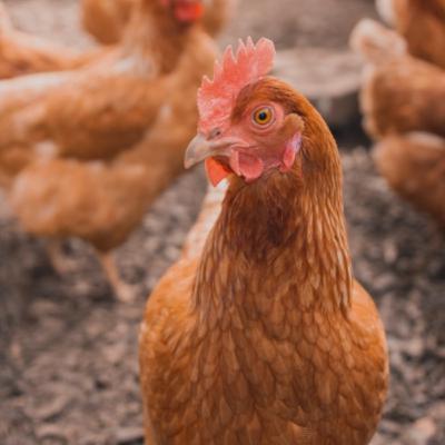 Chickens