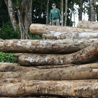 Patrolling the Amazon rainforest: Brazil's environmental agency tackles illegal mining
