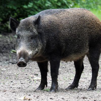 Exceso de jabalíes, ¿los cazamos o nos matamos? Exceso de jabalíes, ¿los cazamos o nos matamos?