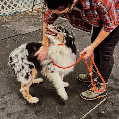 Episode 25: The Myth of “Soft” Dogs (Free Version)