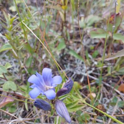 Mountain Bog Gentian (Gentiana calycosa)