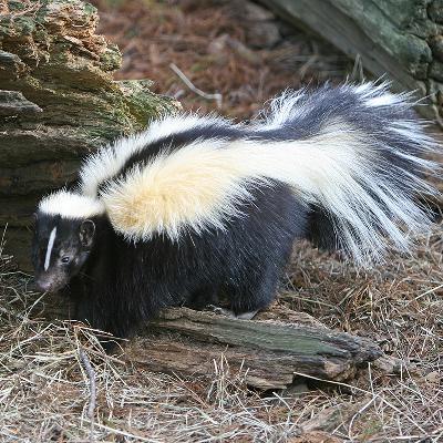 Skunk’s pelt would be best admired from far away Skunk’s pelt would be best admired from far away
