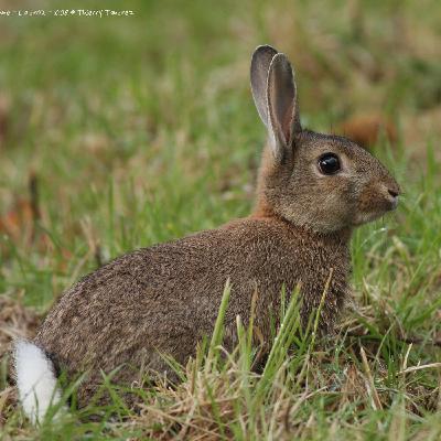 Le lapin de garenne, tondeuse des dunes
