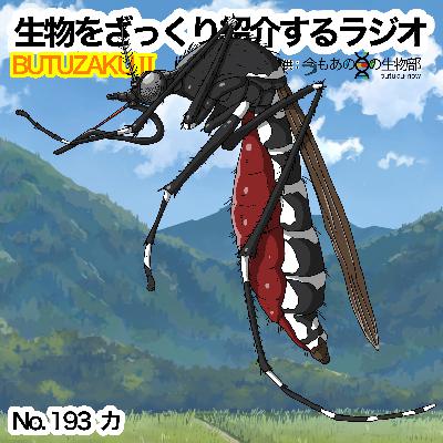 第93話：✉️「カ」をざっくり紹介