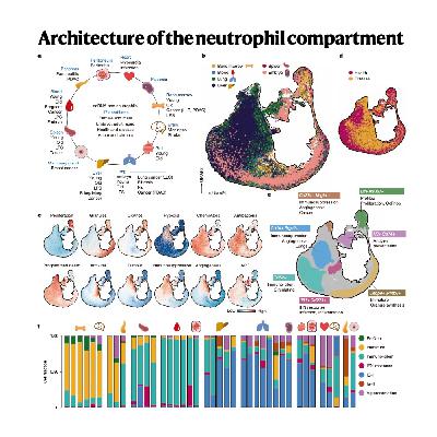 331-中性粒细胞转录组全景图谱