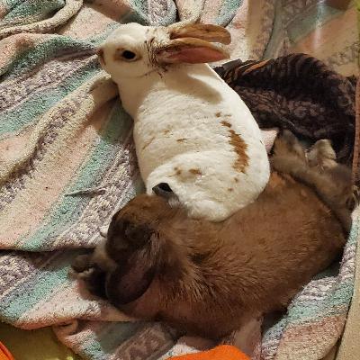 Before you get a rabbit.