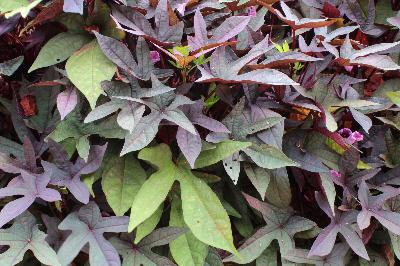 Add annuals with colorful foliage to your window boxes