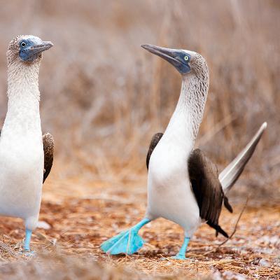 在加拉帕戈斯群岛(Galapagos)邂逅地球本来的样子 在加拉帕戈斯群岛(Galapagos)邂逅地球本来的样子