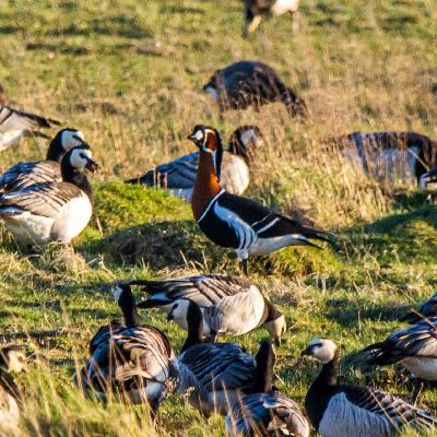 Rothalsgans Rothalsgans