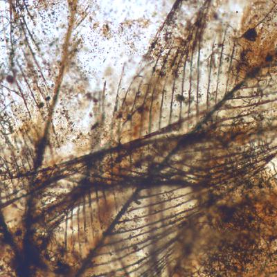 23. Paleoentrevista a Sergio Álvarez. El ámbar como ventana al pasado