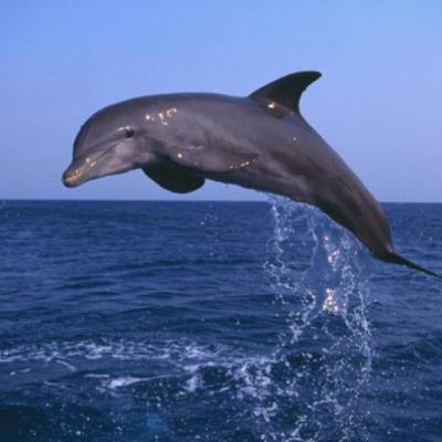 LOS CETÁCEOS Y UNO DE ELLOS