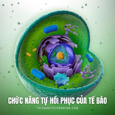 [Radio 06] Chức năng tự hồi phục của tế bào