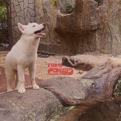 ANIMALIA pt.3. ANIMALIA pt.3.