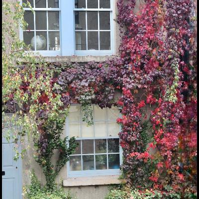 Beware of the Yucca, Dividing Dahlias & Enjoying Autumn Colour