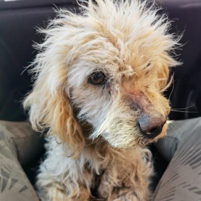 Cuando acaban de rescatar a un perrito.