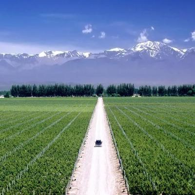 Mendoza desacelera el crecimiento según un informe de la Fundación Mediterránea Mendoza desacelera el crecimiento según un informe de la Fundación Mediterránea