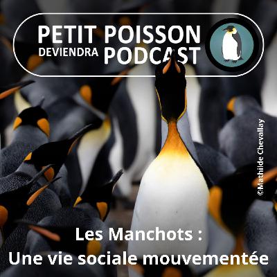 S05E15 Les Manchots : Une vie sociale bien mouvementée (Mathilde Chevallay) S05E15 Les Manchots : Une vie sociale bien mouvementée (Mathilde Chevallay)