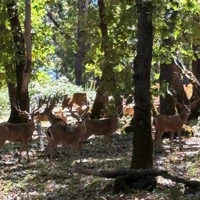 Nature Poetry