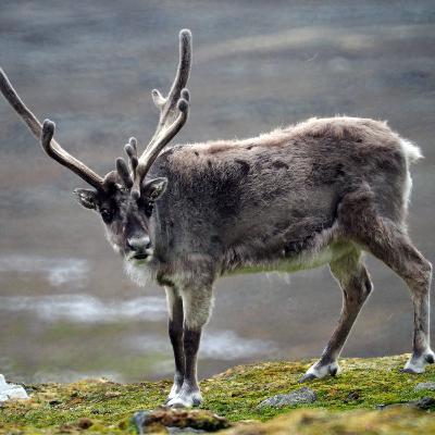 Tricast FM #019 Sperma łosia (albo renifera), Super League w Poznaniu, IM 70.3 Gdynia, zadyma na MP