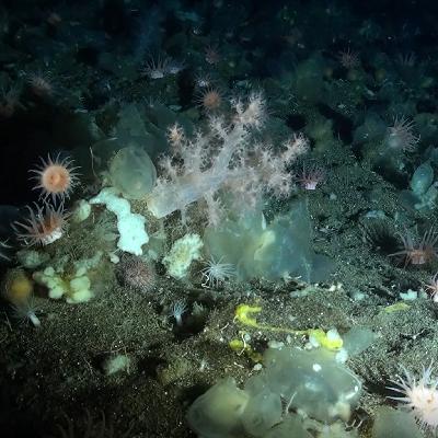Diepzeeonderzoek als ontdekkingsreis in het grote onbekende. Met marien geoloog Furu Mienis. Diepzeeonderzoek als ontdekkingsreis in het grote onbekende. Met marien geoloog Furu Mienis.
