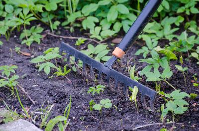 Garden Talk: Site preparation for prairie seedings Garden Talk: Site preparation for prairie seedings