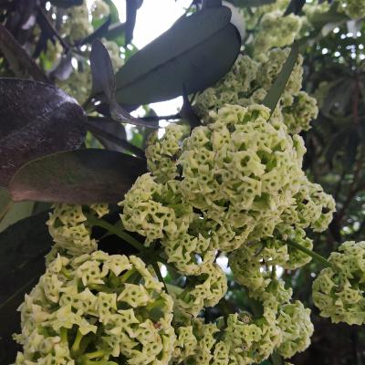 #1 - Blackboard Tree / Alstonia scholaris