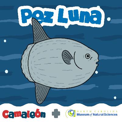 Pez luna: El gigante que nada de lado