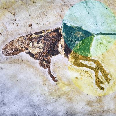 Messel & Co: Wie schützen wir unser Weltnaturerbe? Messel & Co: Wie schützen wir unser Weltnaturerbe?