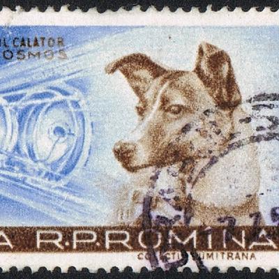 3 novembre 1957 La chienne Laïka part dans l'espace
