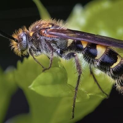 This is the time of year when wasp behaviour tends to change . . . and we are more likely to get stung