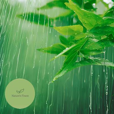 WHITE NOISE Rainfall for Sleep 12 HOURS | Natural Noises for Full Sleep Cycle WHITE NOISE Rainfall for Sleep 12 HOURS | Natural Noises for Full Sleep Cycle