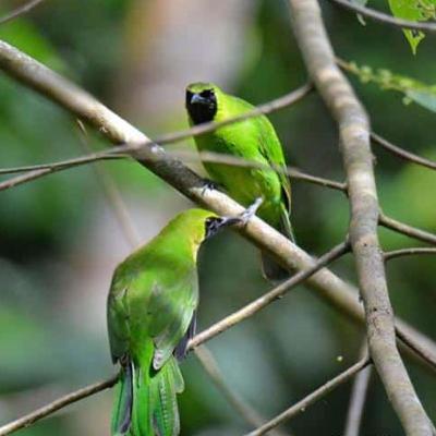 #83 SUARA PEMIKAT BURUNG CUCAK IJO