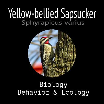 Yellow-bellied Sapsucker - Biology, Behavior and Ecology