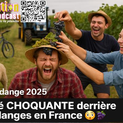 Happy Station saison 2 02 La vérité CHOQUANTE derrière les vendanges en France 😳🍇