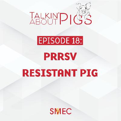 PRRSV Resistant Pig