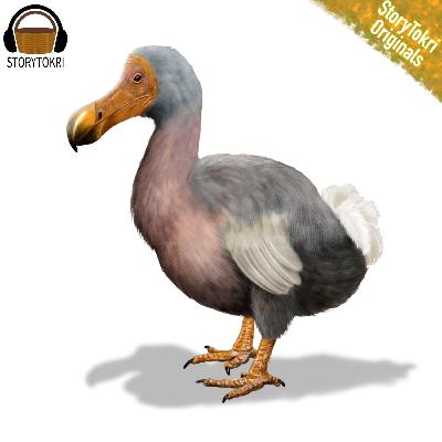 Dodo Dodo