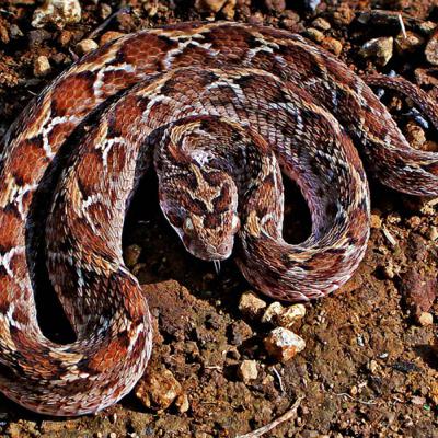 The Saw Scaled Viper