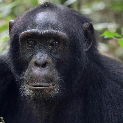 Chimpanzee For Jane Chimpanzee For Jane